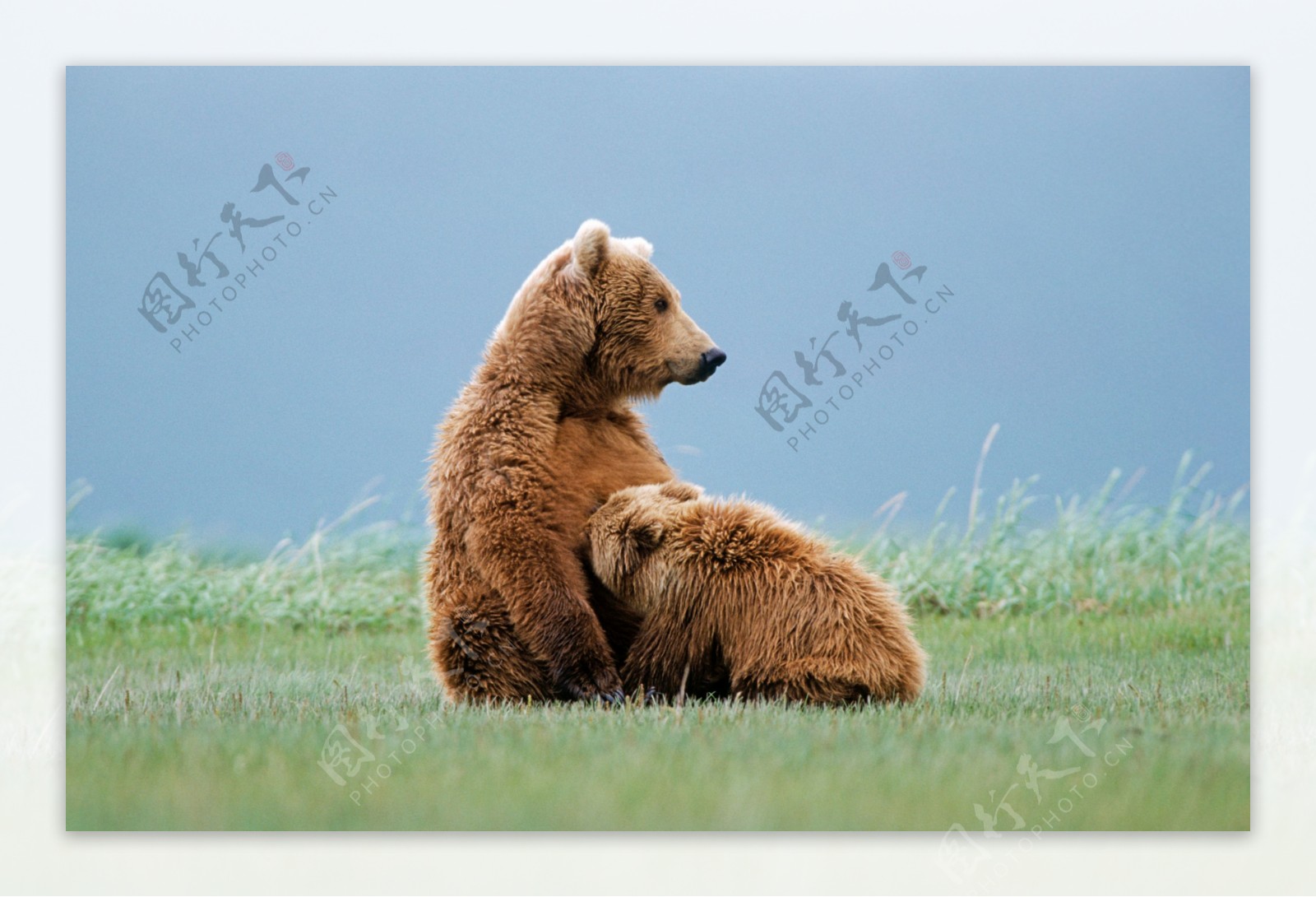 草地上的大熊小熊