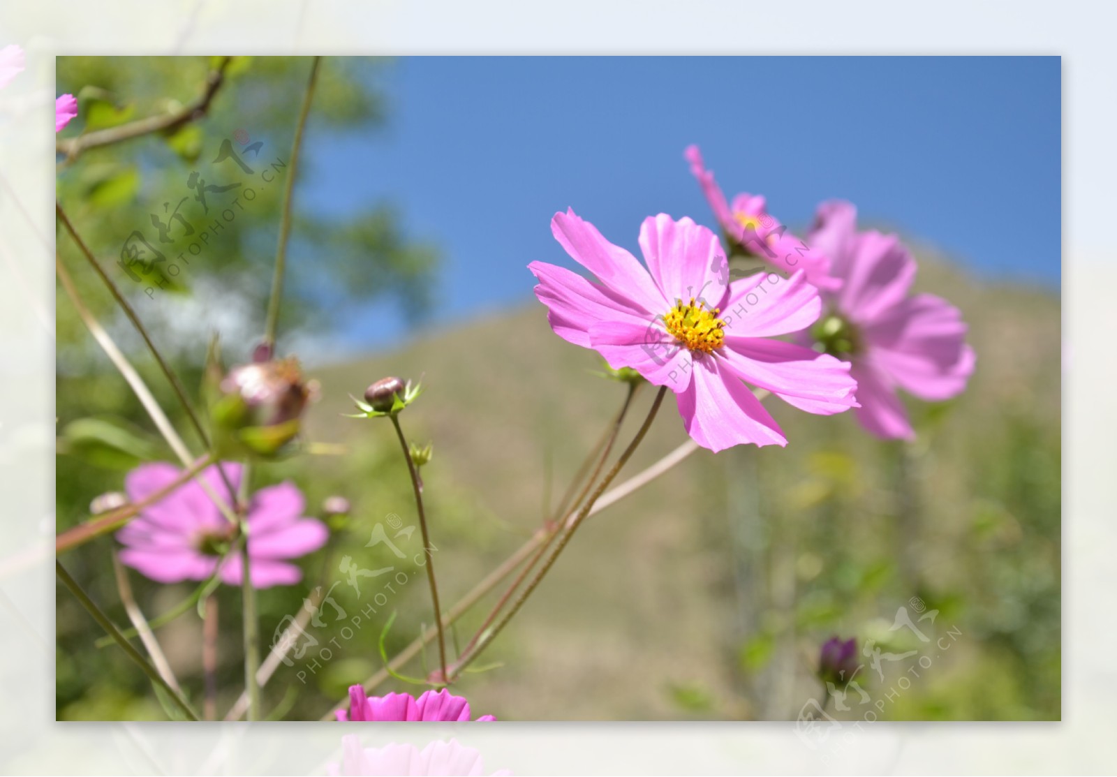 格桑花图片