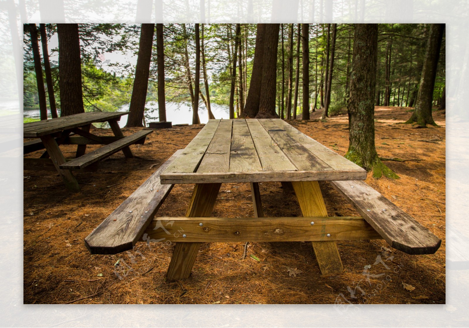 树林里的木板桌子和凳子图片