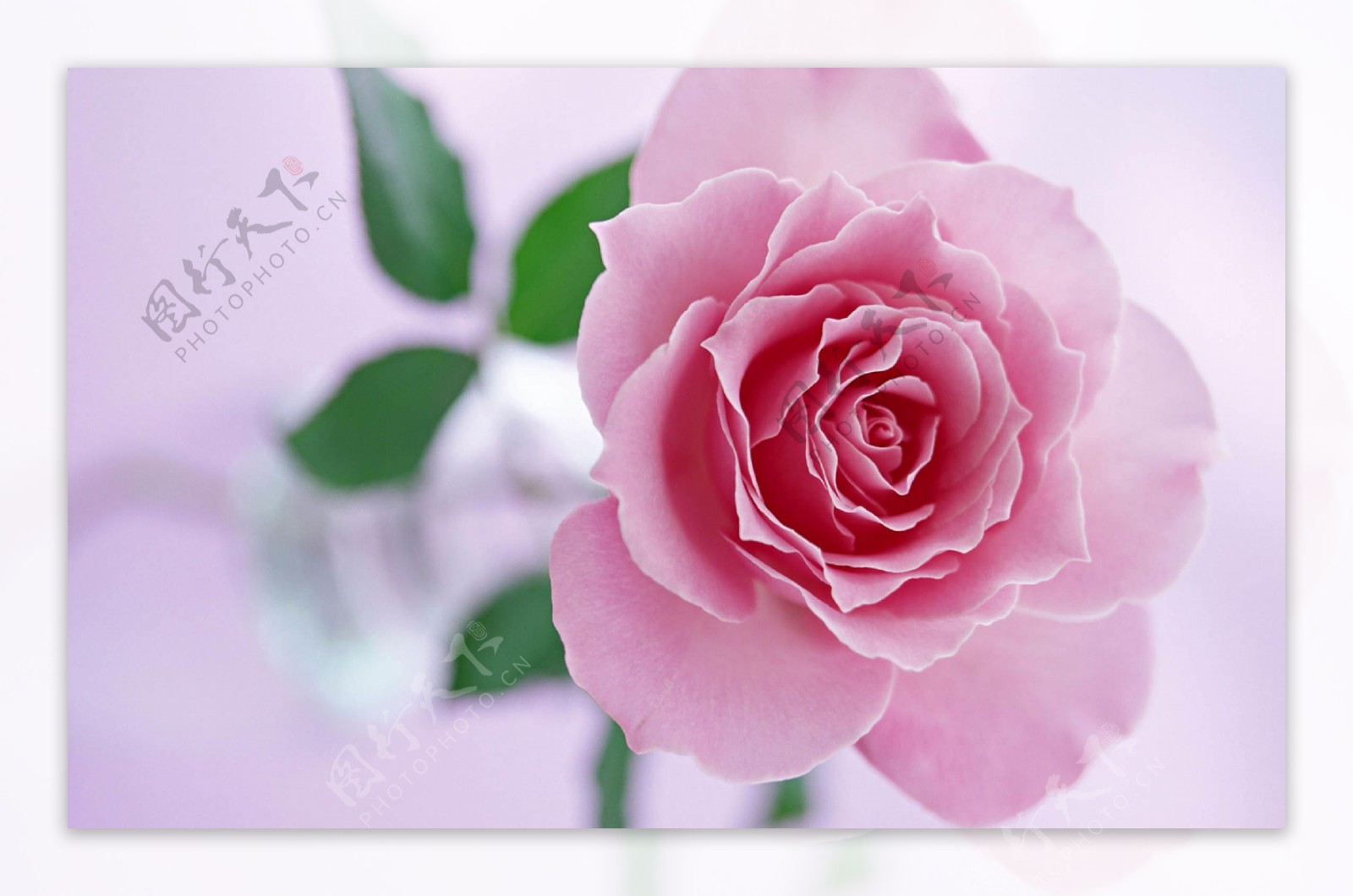 白底粉色玫瑰花图片素材_免费下载_jpg图片格式_VRF高清图片500747886_摄图网
