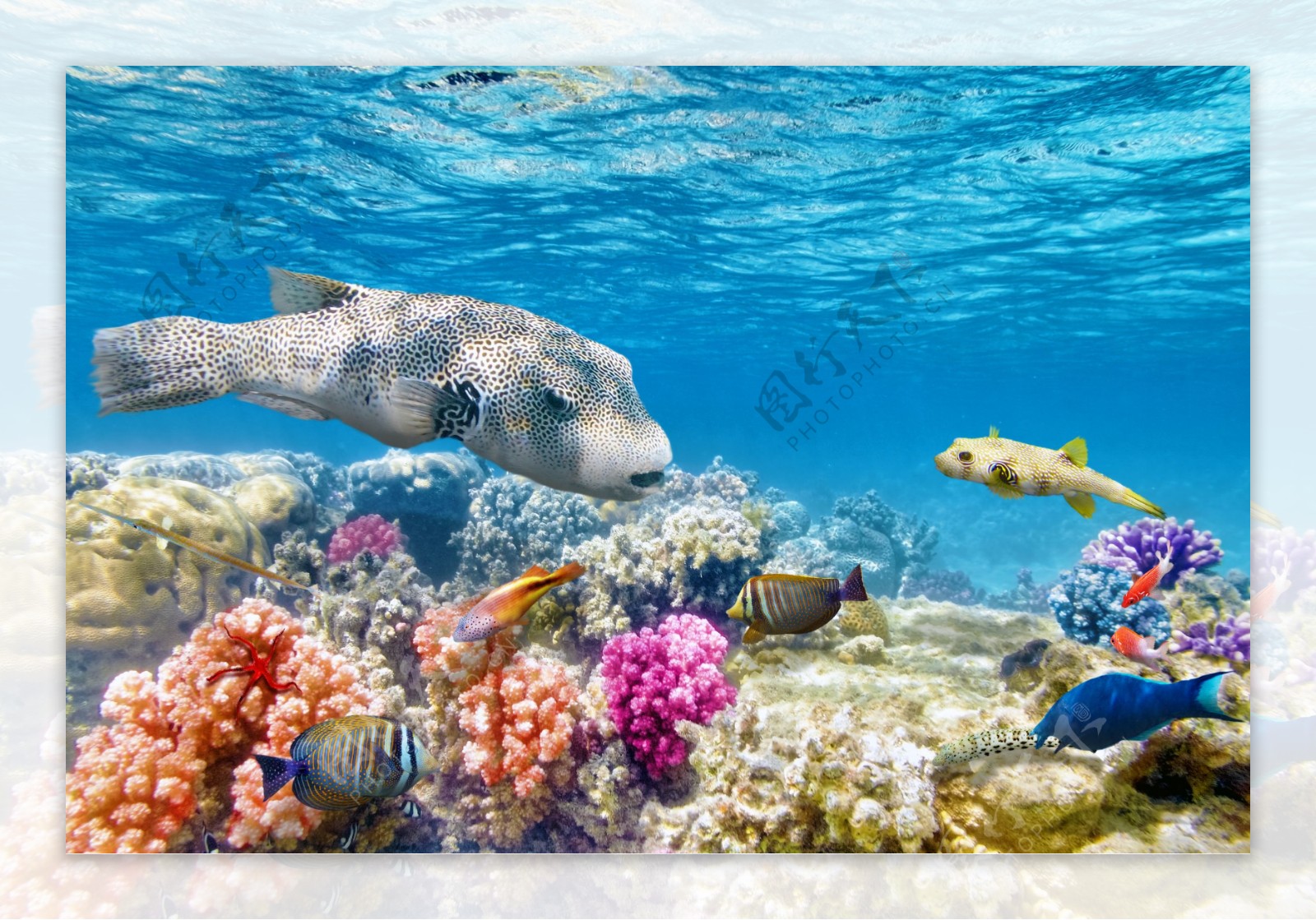 彩色珊瑚与游动的鱼图片