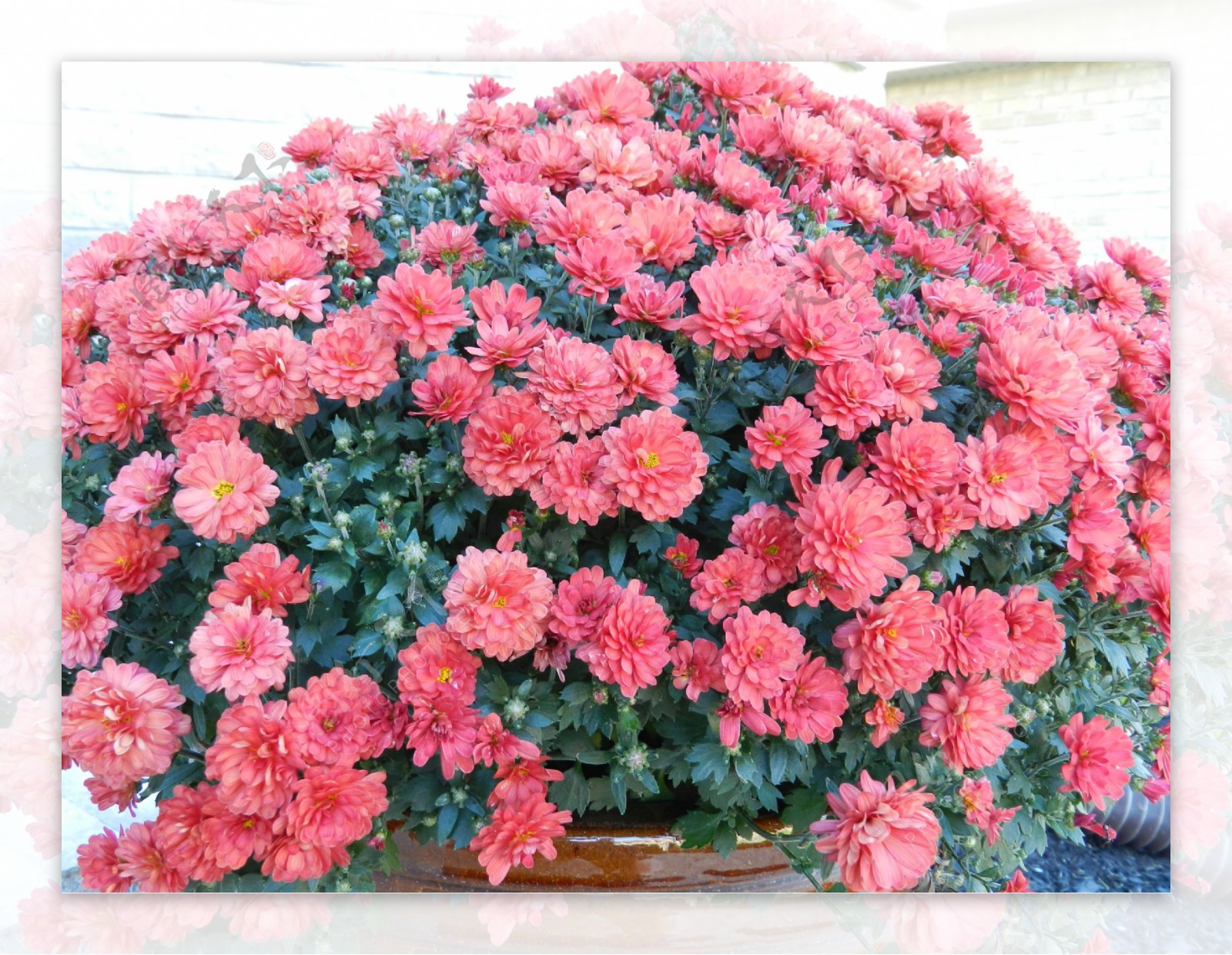 大盆红秋菊图片