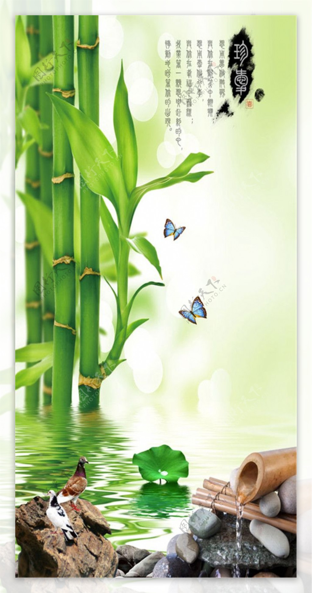 蝴蝶与富贵竹图片
