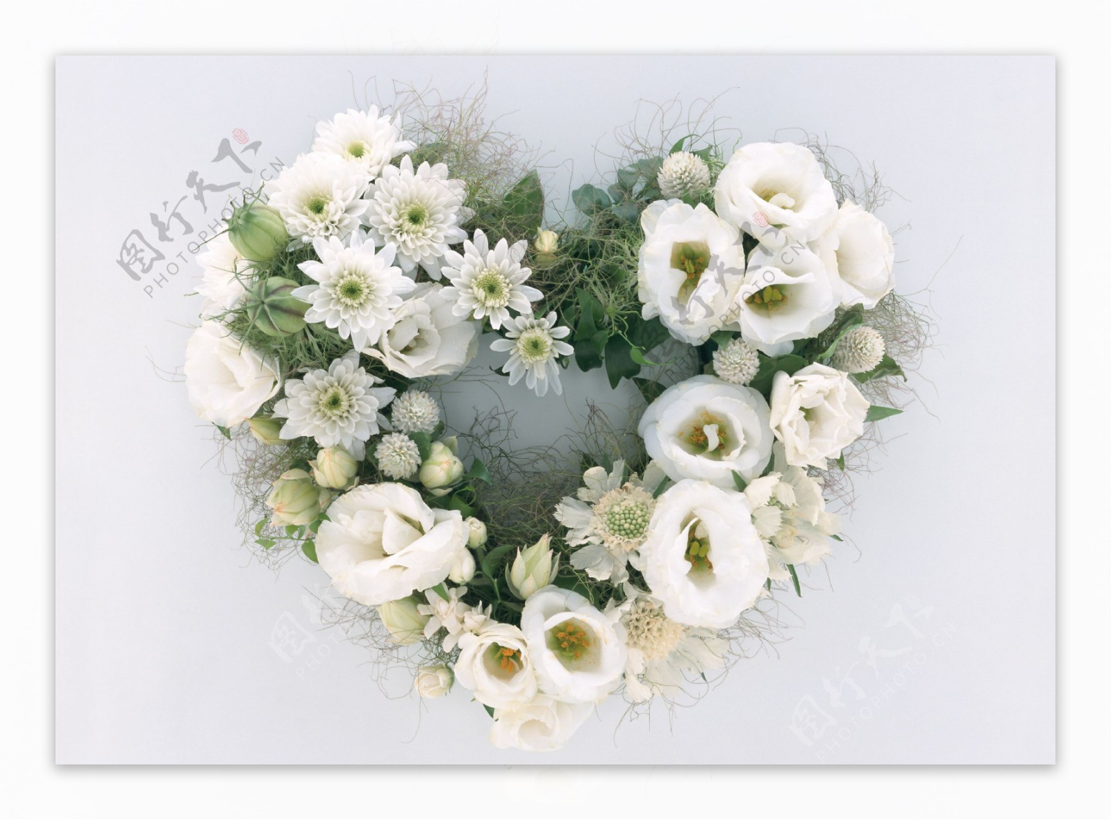 心形白菊花图片