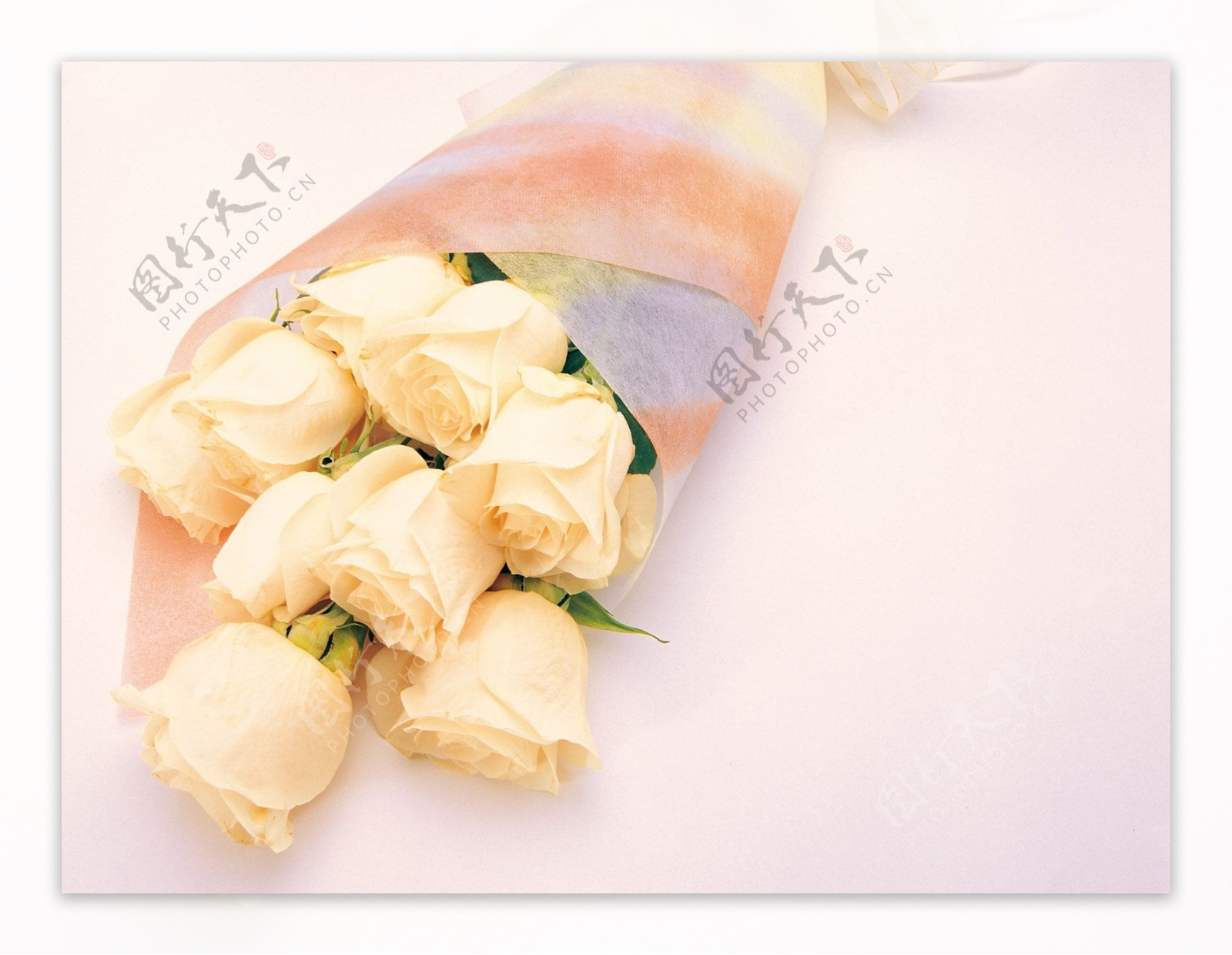 唯美香槟玫瑰花图片素材-编号26798015-图行天下