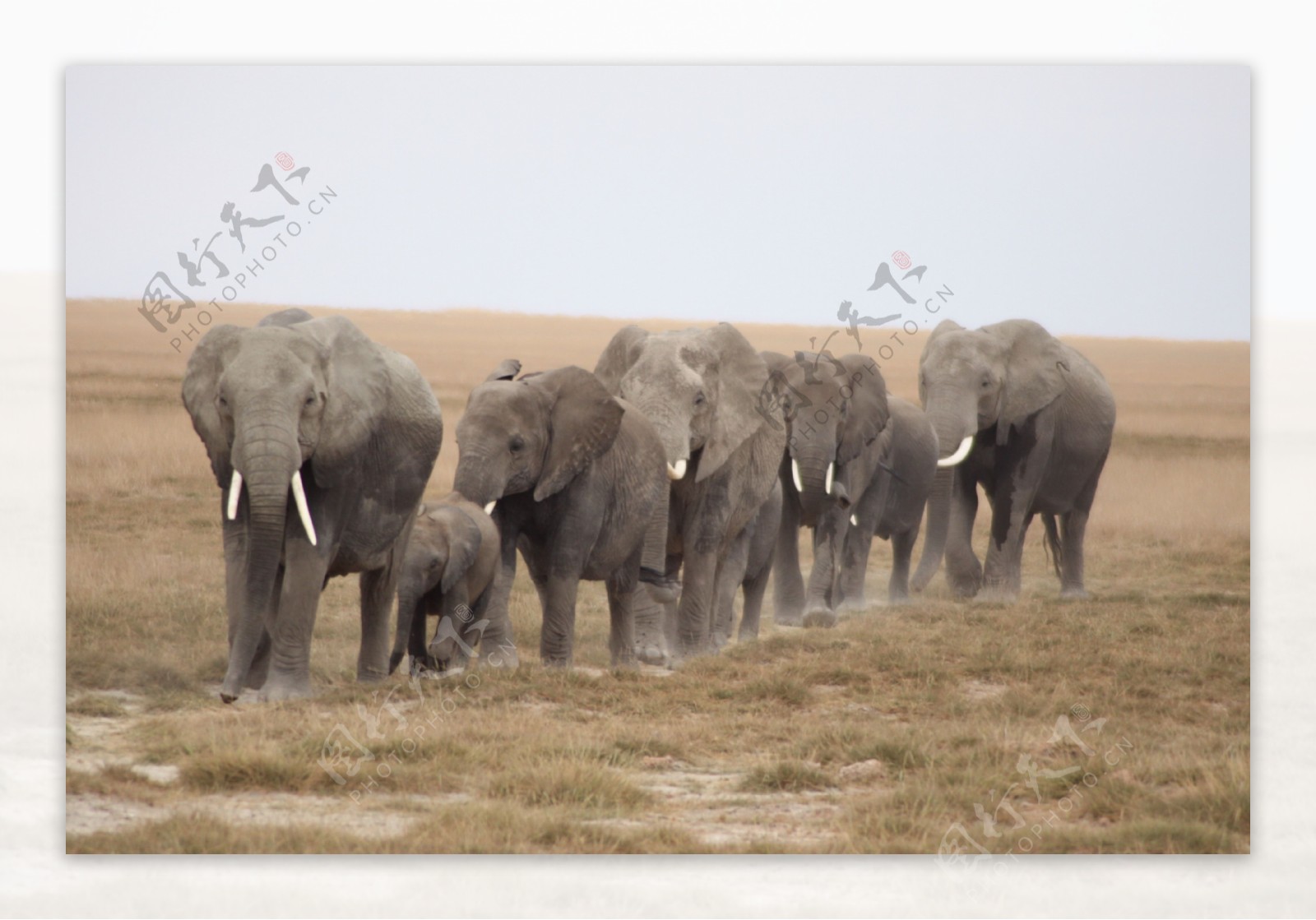 一群大象图片