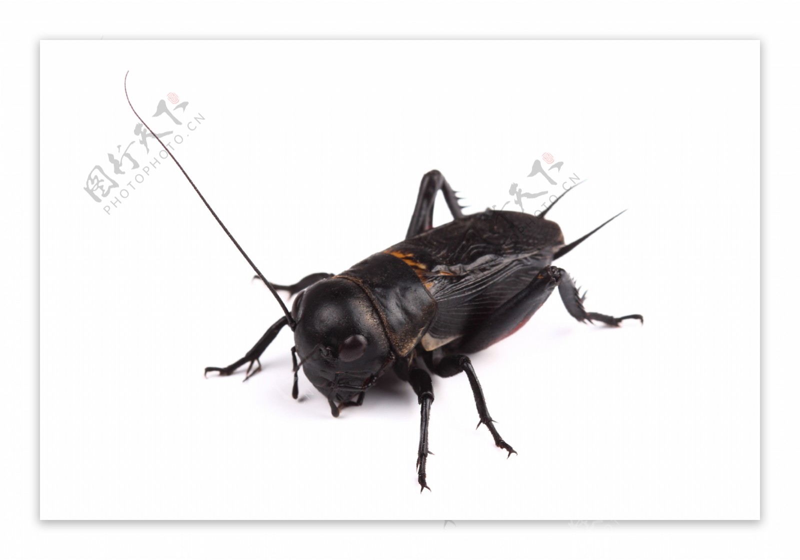 各种昆虫动物高清图片1