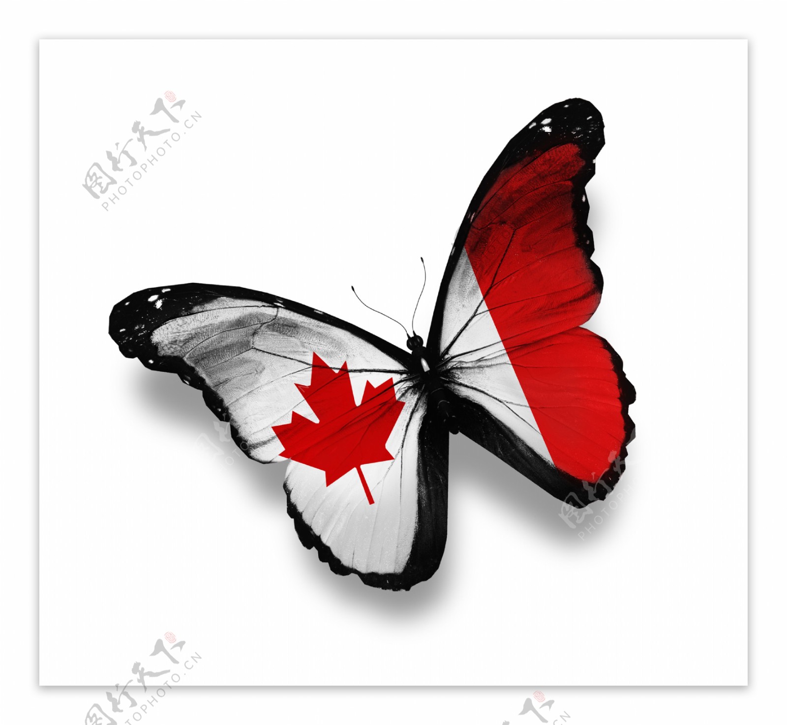 加拿大国旗蝴蝶