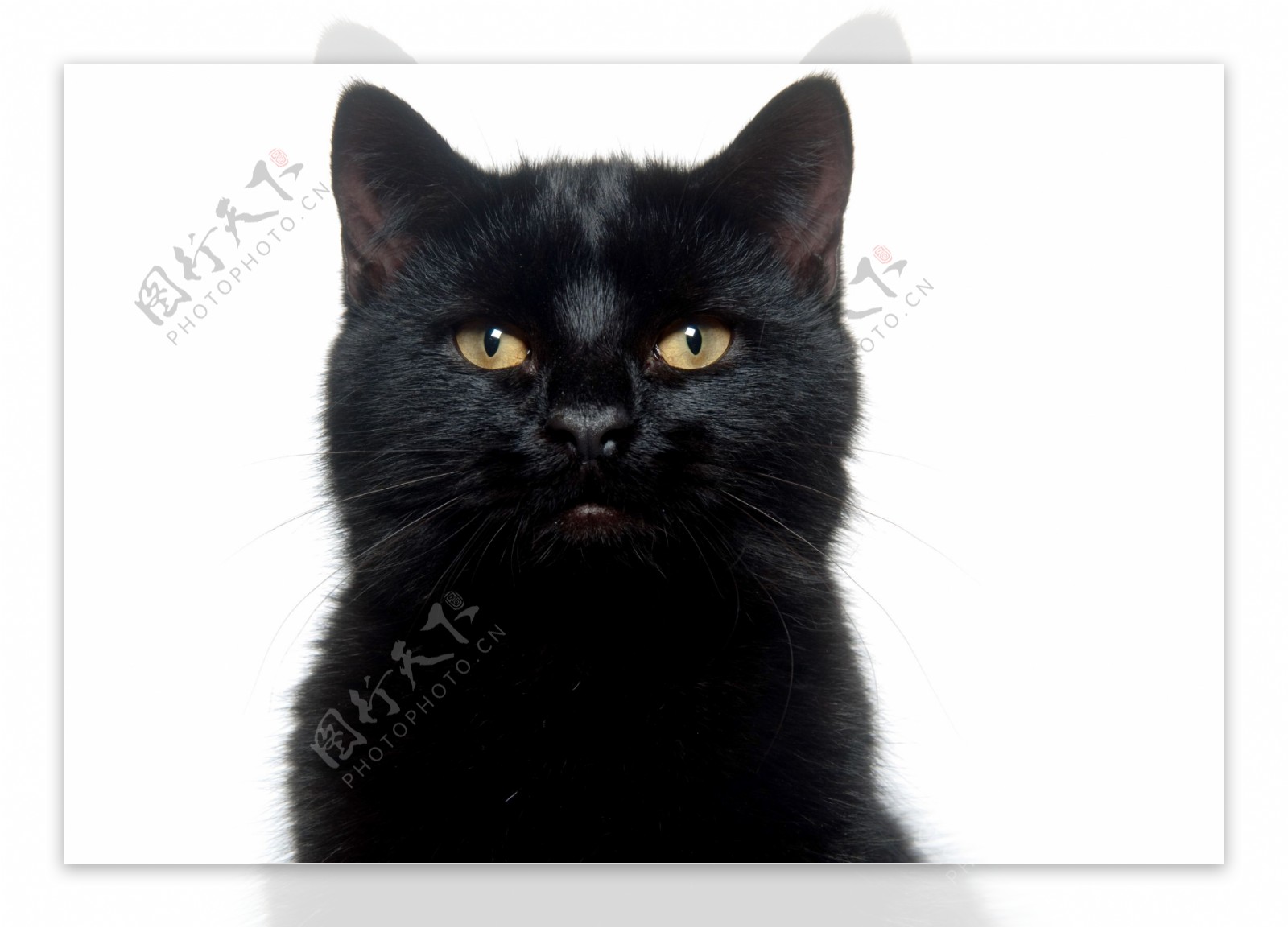 黑猫高清动物壁纸下载-辈宠网