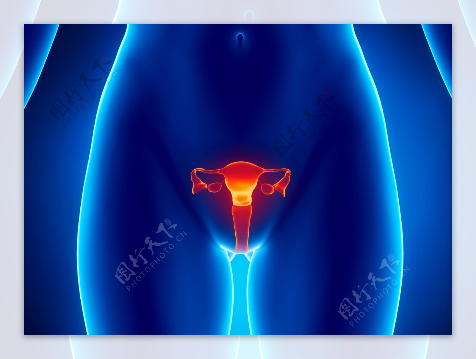 女性生殖器官图片