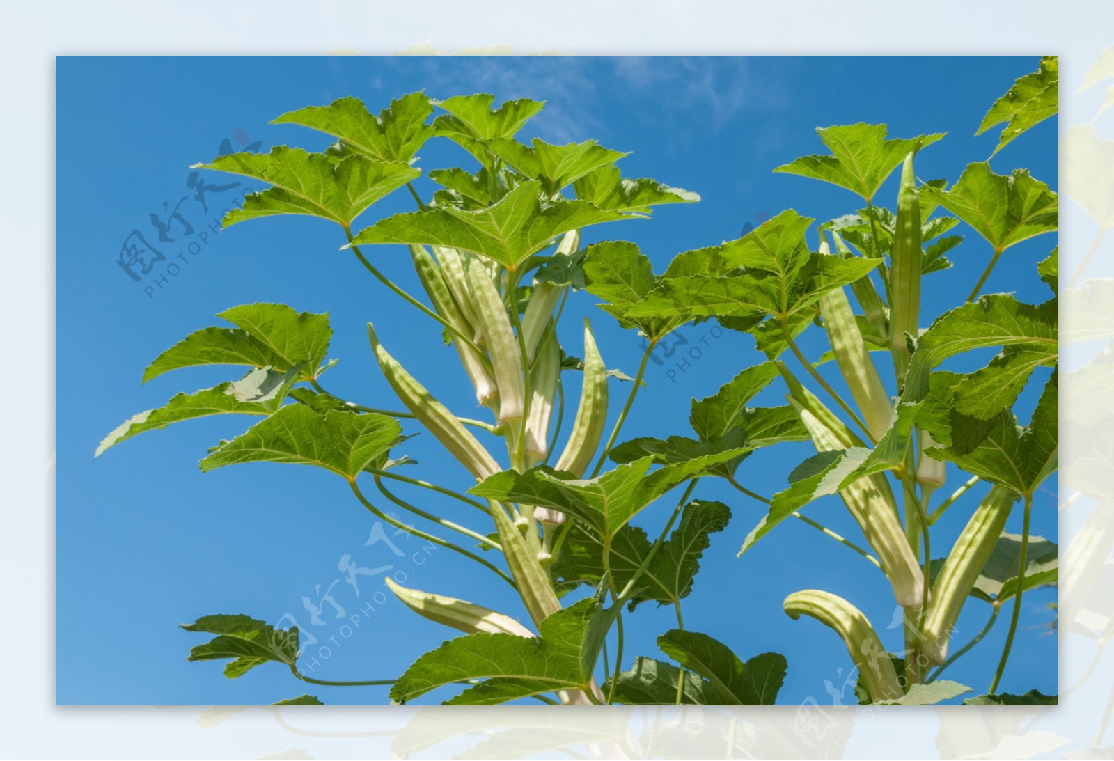 绿色秋葵植物图片