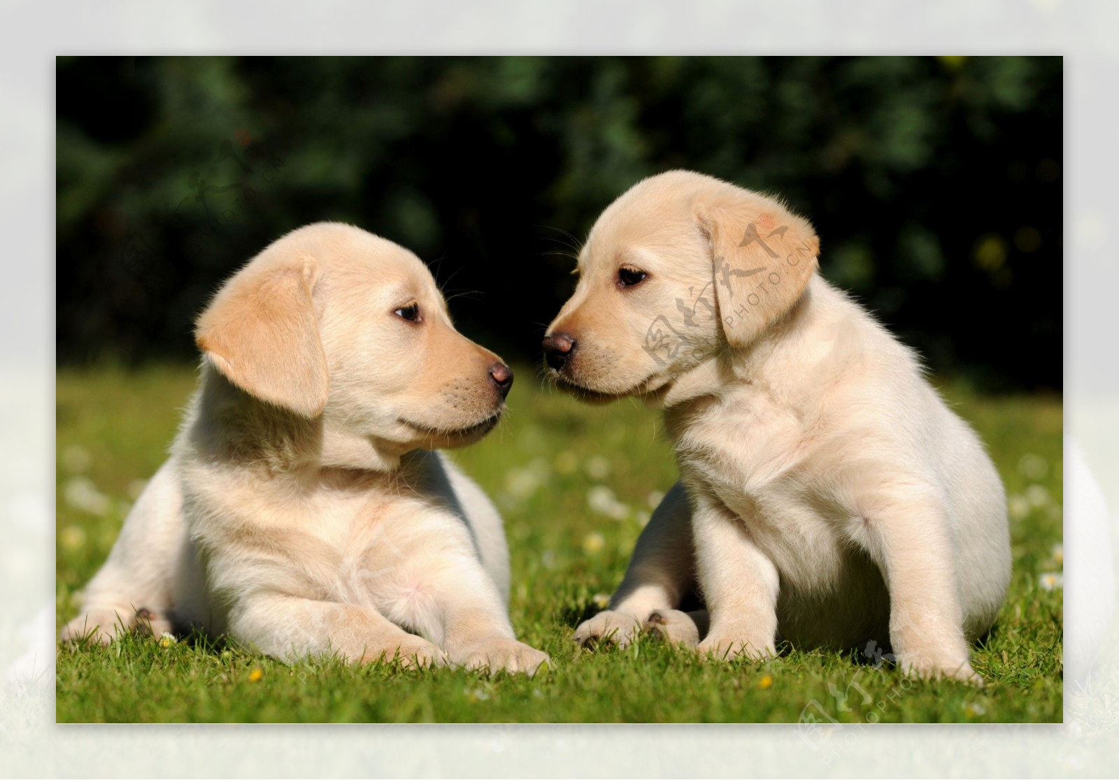 草地上的两只小狗图片