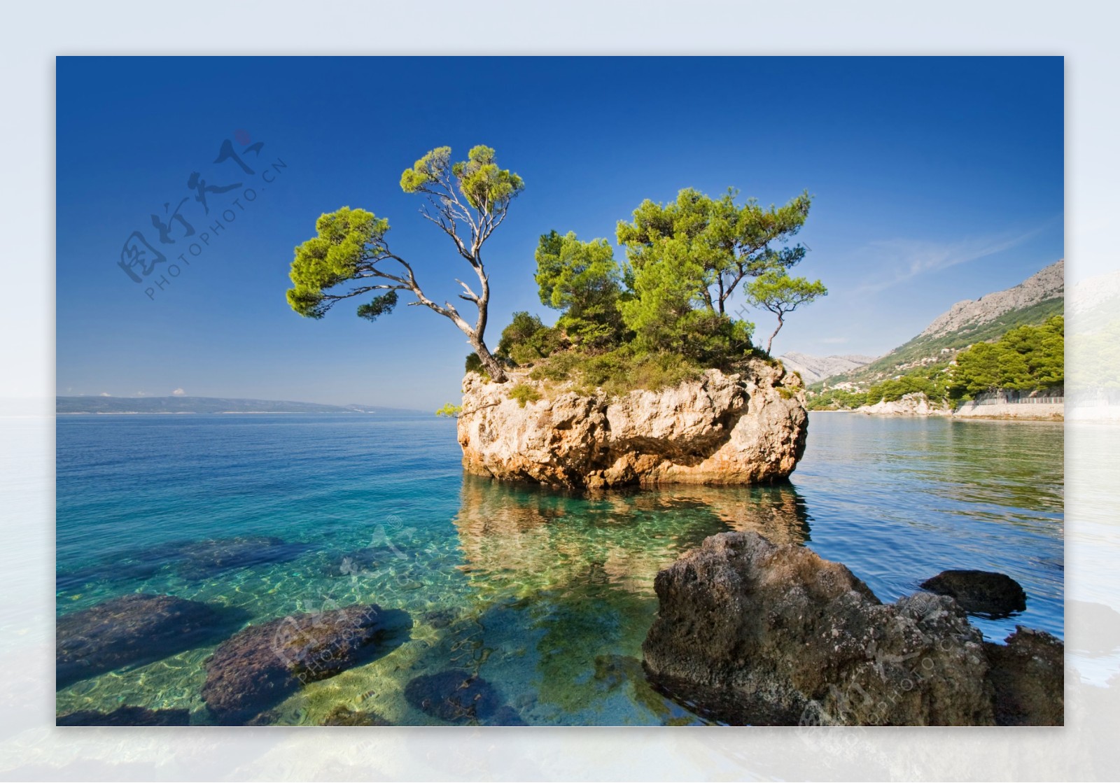 大海里石头上的树图片