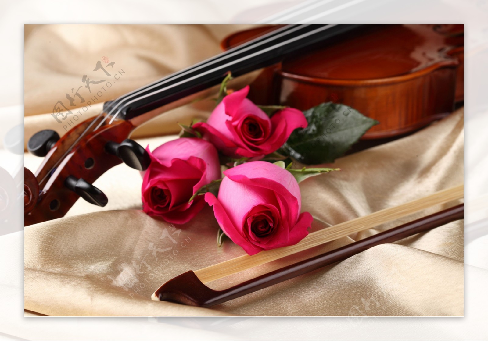 小提琴与玫瑰花特写图片
