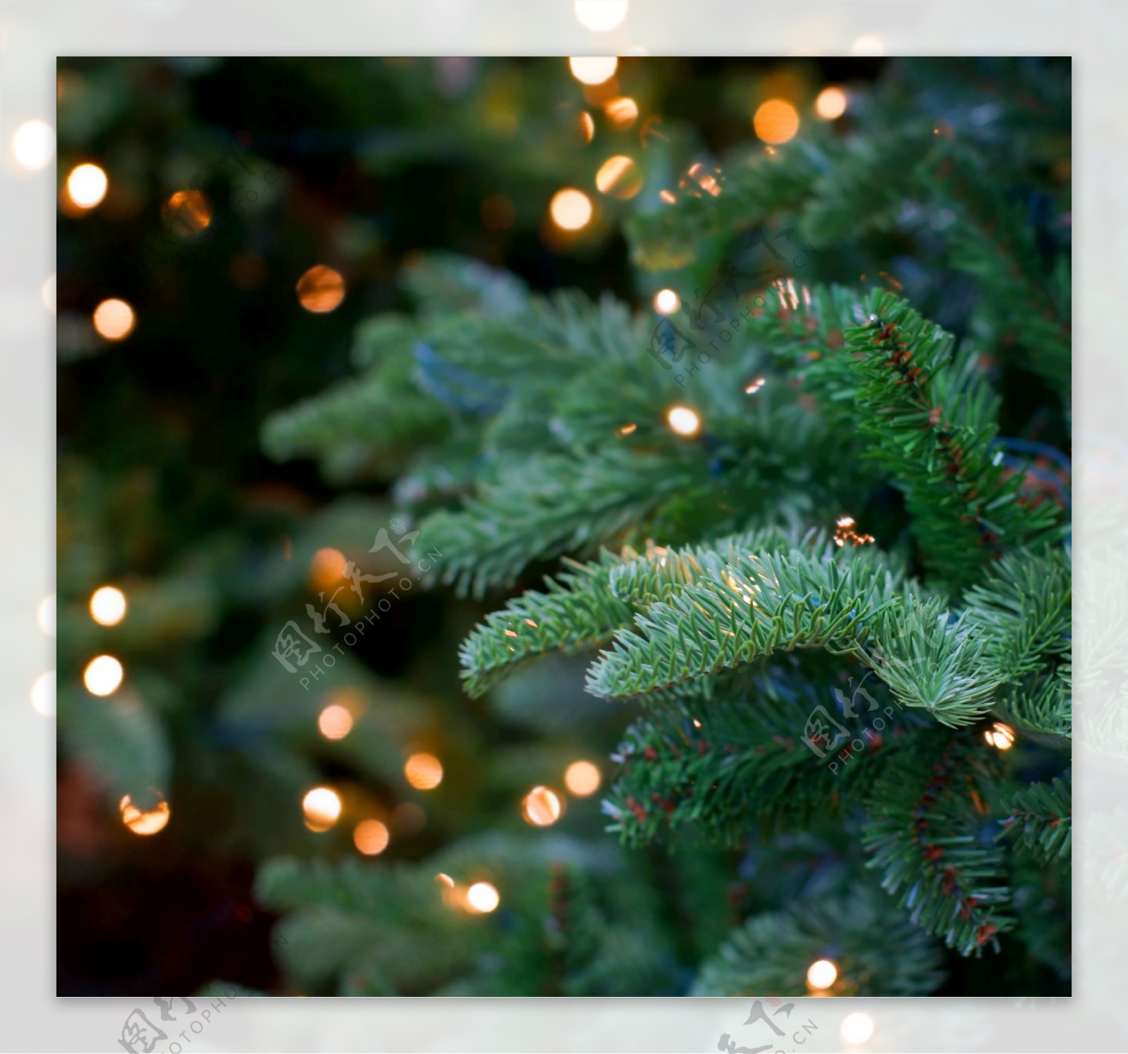 圣诞树与梦幻光斑图片