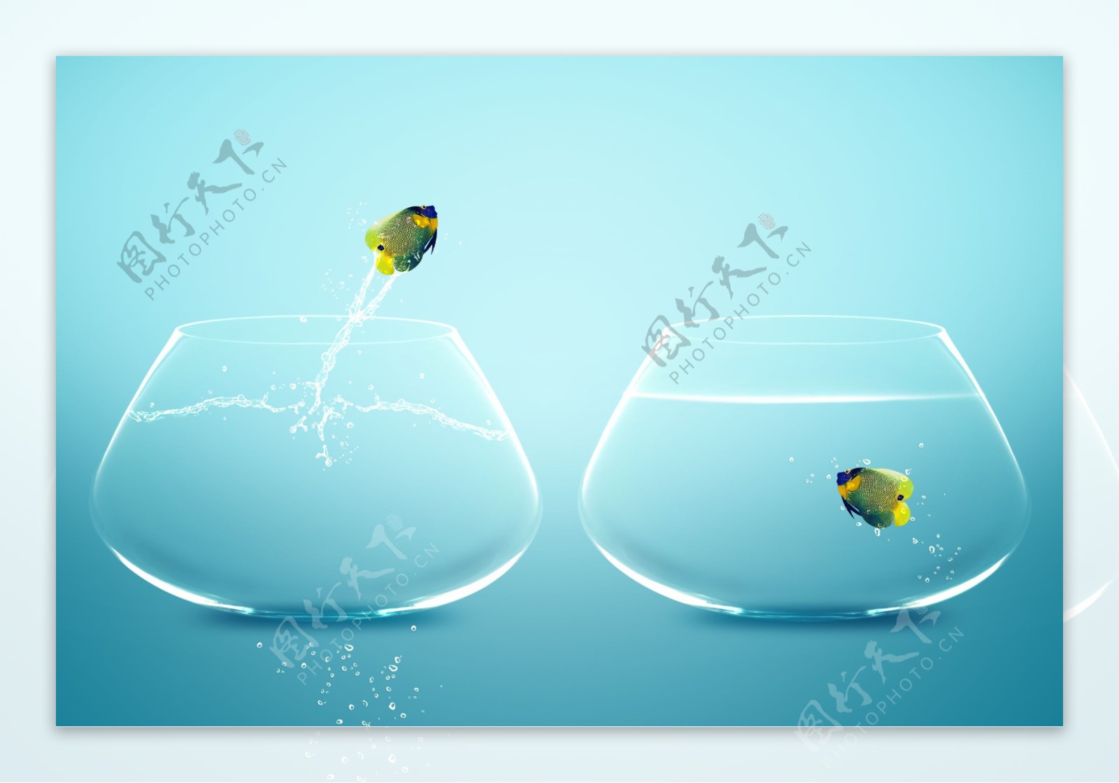 鱼缸里跃出的鱼