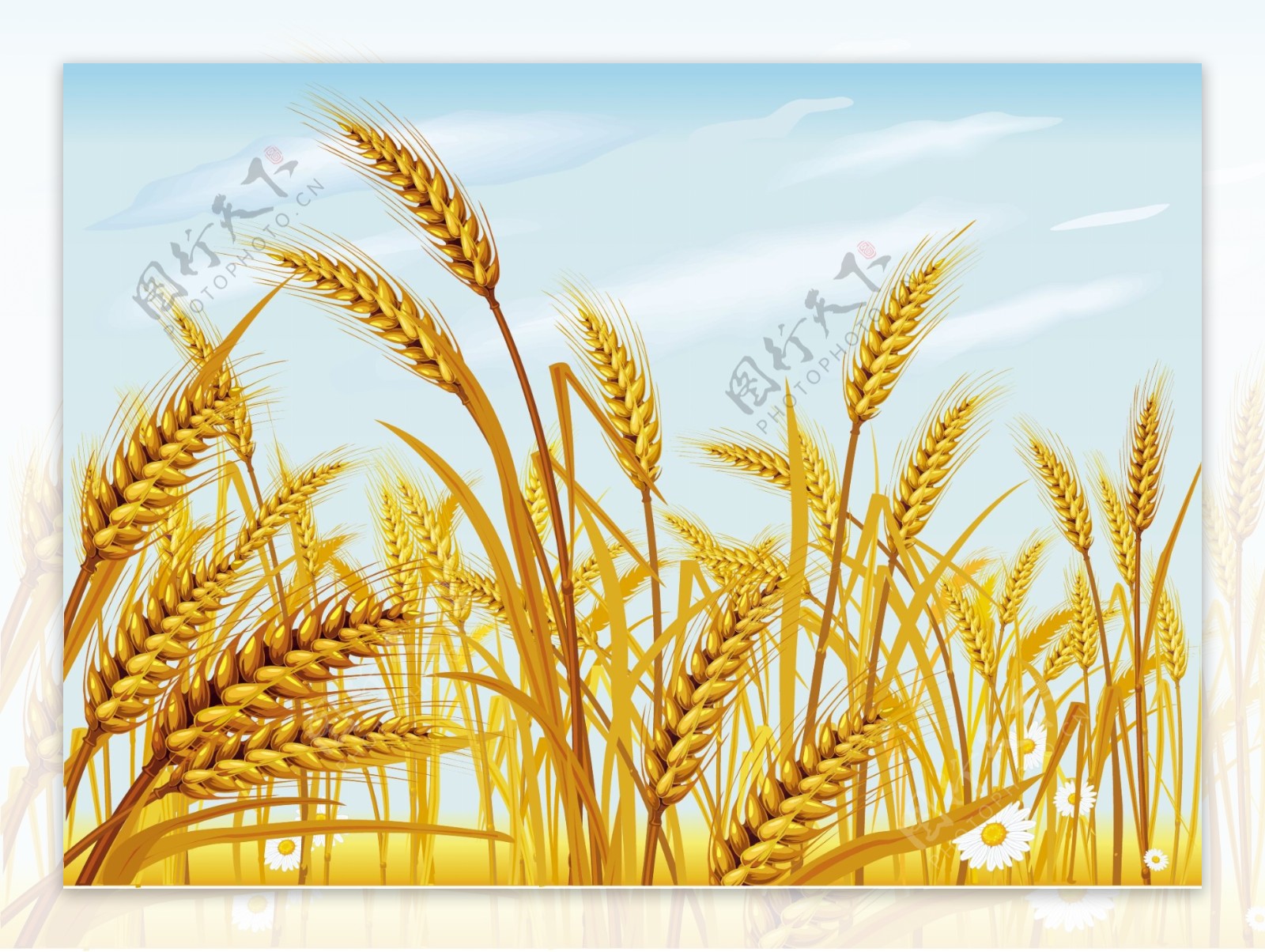 小麦小麦矢量素材