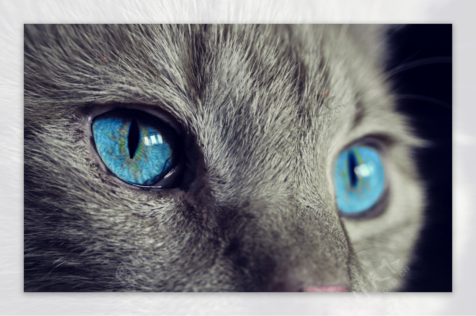 高清猫眼图片