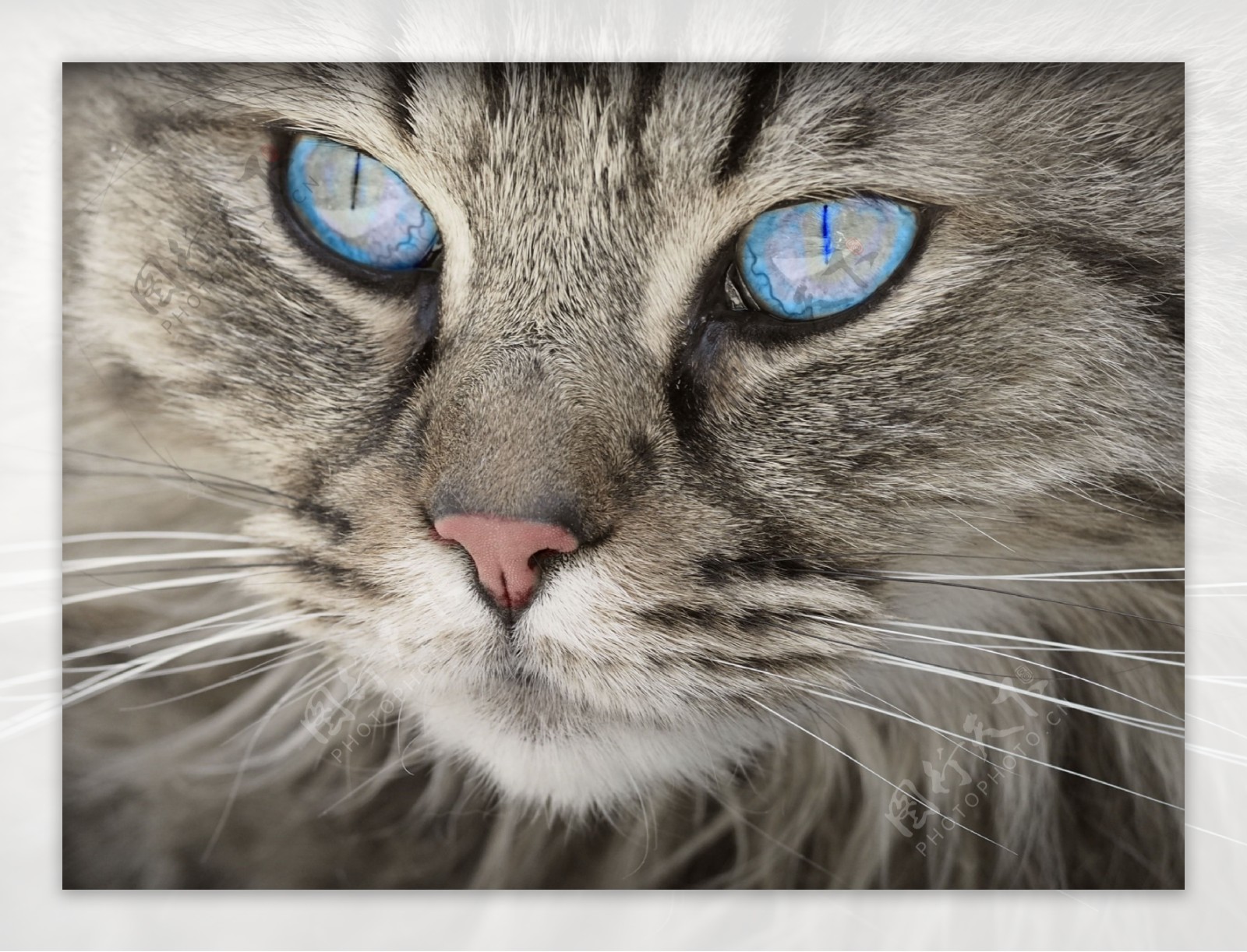 蓝色猫眼睛图片