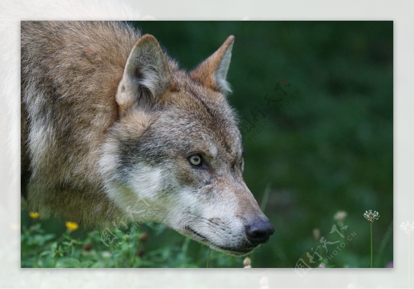 Wolf: Vorstoß auf europäischer Ebene - Bauernzeitung