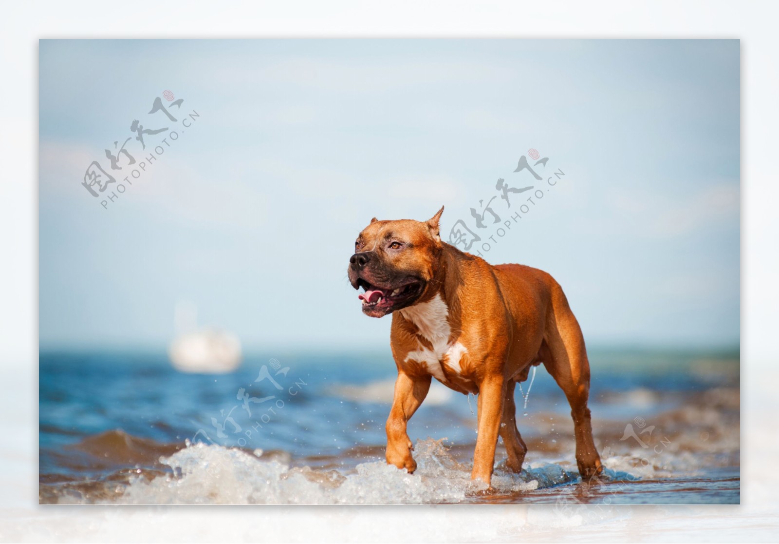 海水溅起水花的哈巴狗