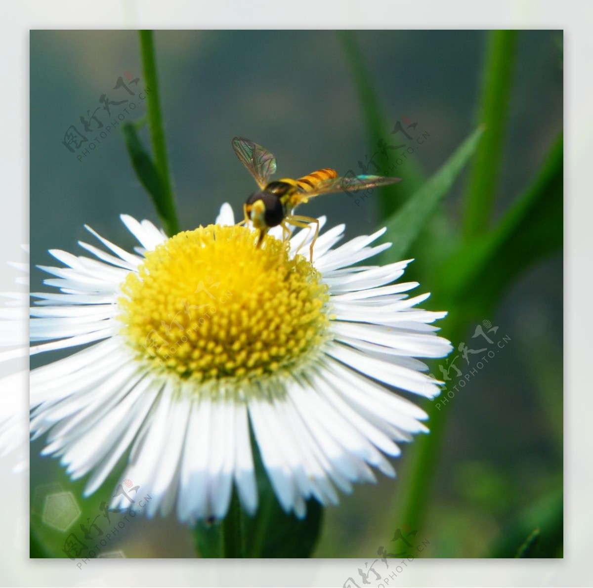 黑纹食蚜蝇与千层塔一年蓬图片