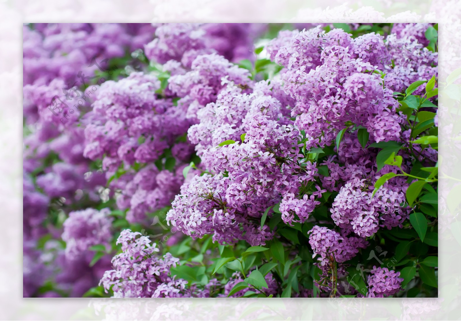 美丽紫色鲜花