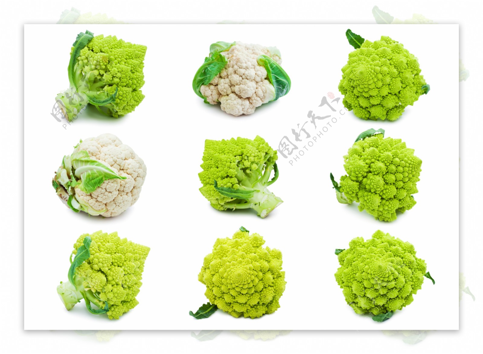 白色和绿色的菜花图片