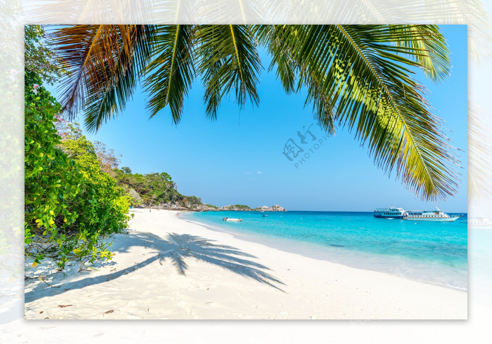 美丽的海边椰子树背景图片