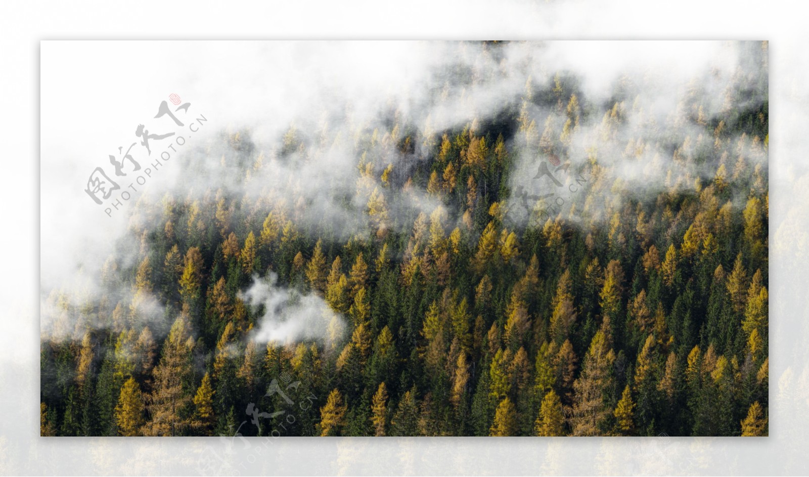 云雾树林风景图片