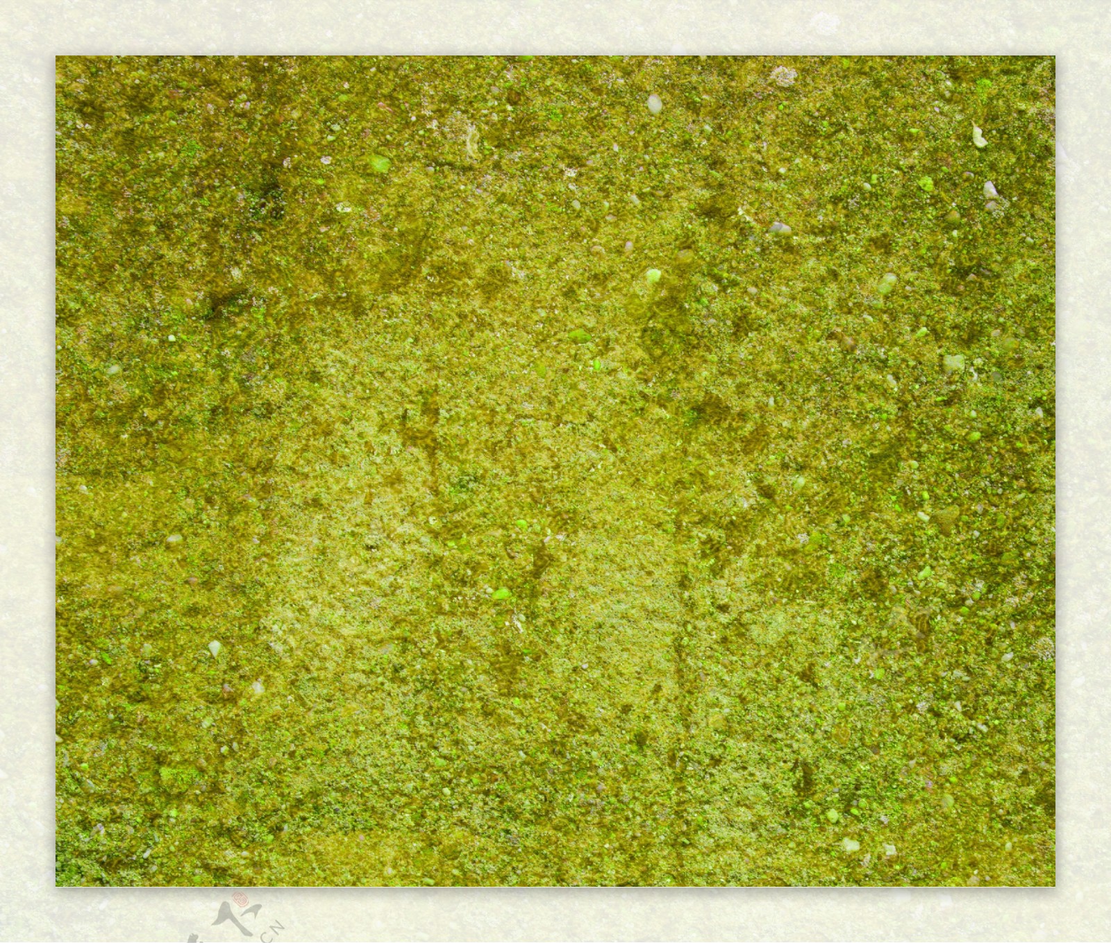 蹩脚的绿苔墙背景