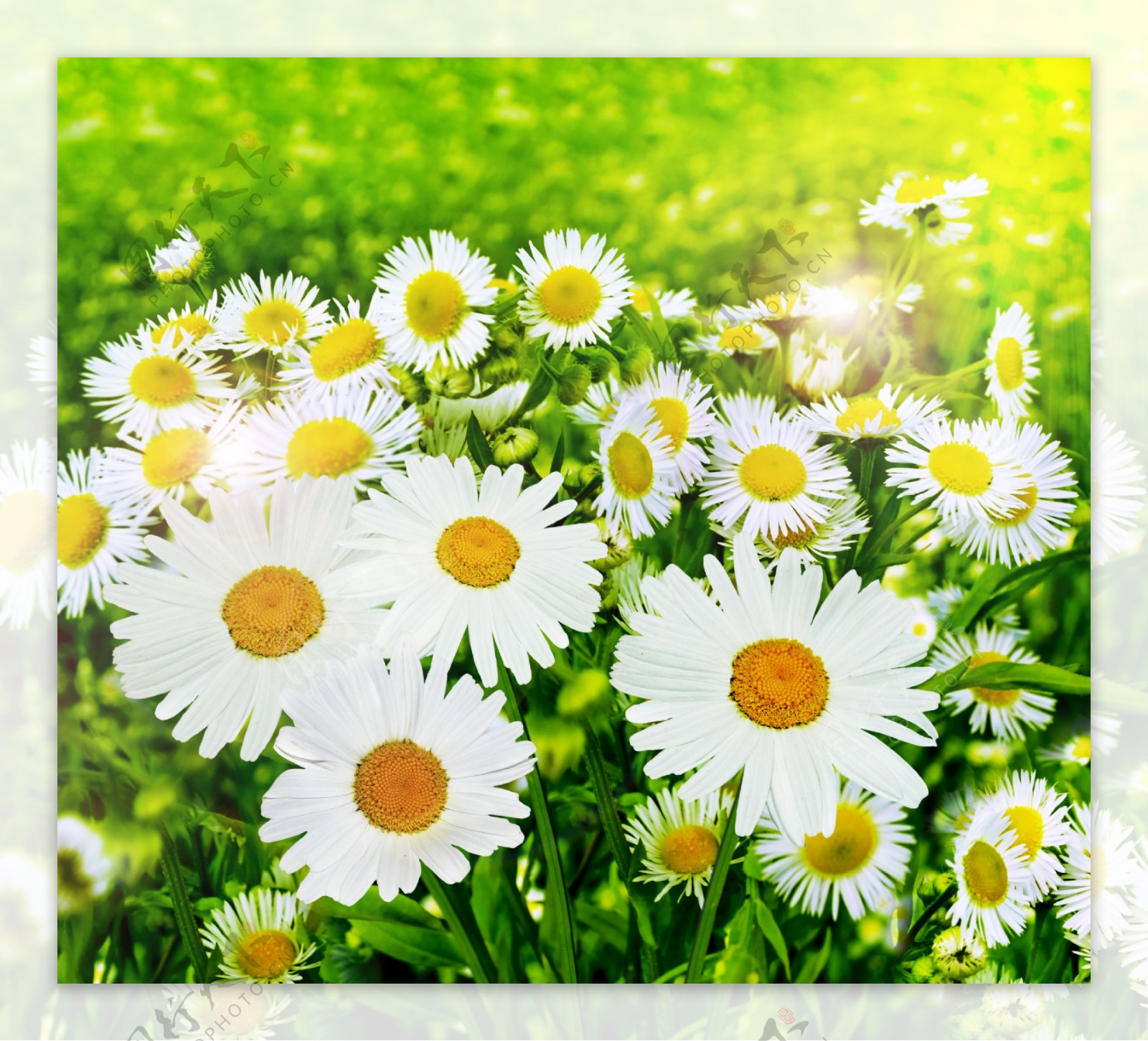 白色的菊花花丛