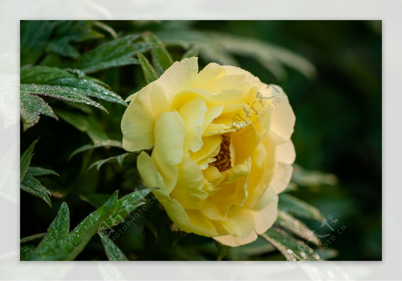 鲜艳黄色牡丹花图片