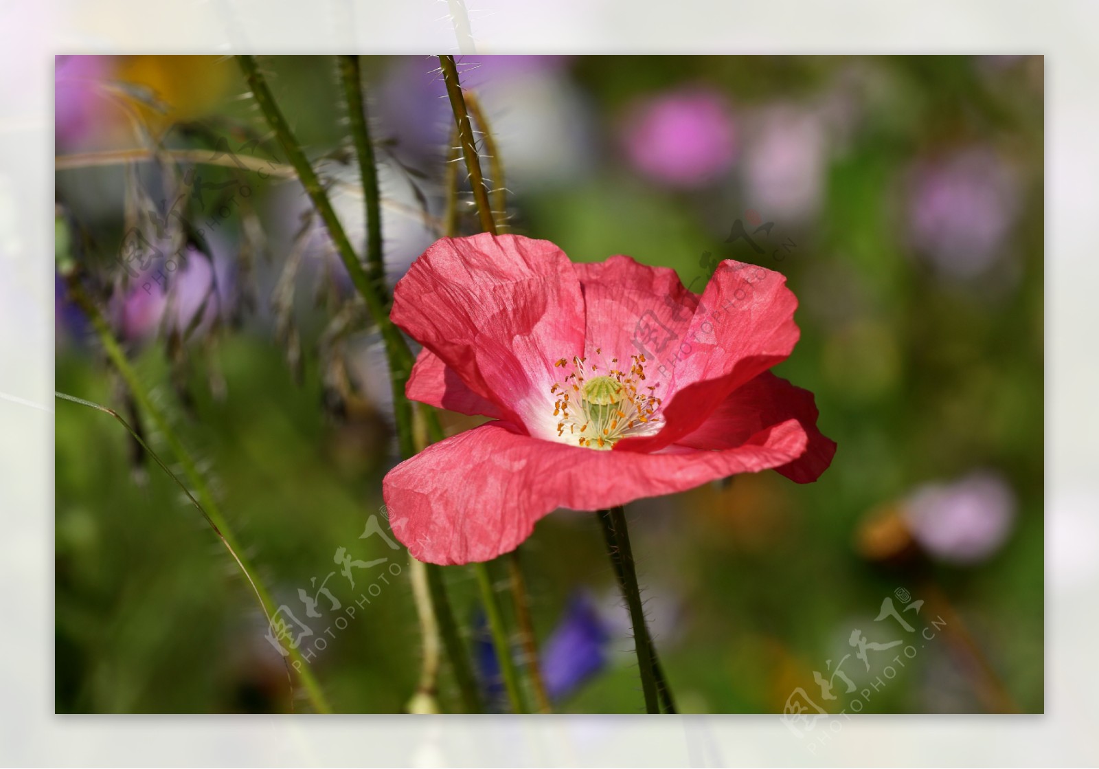 红罂粟花图片