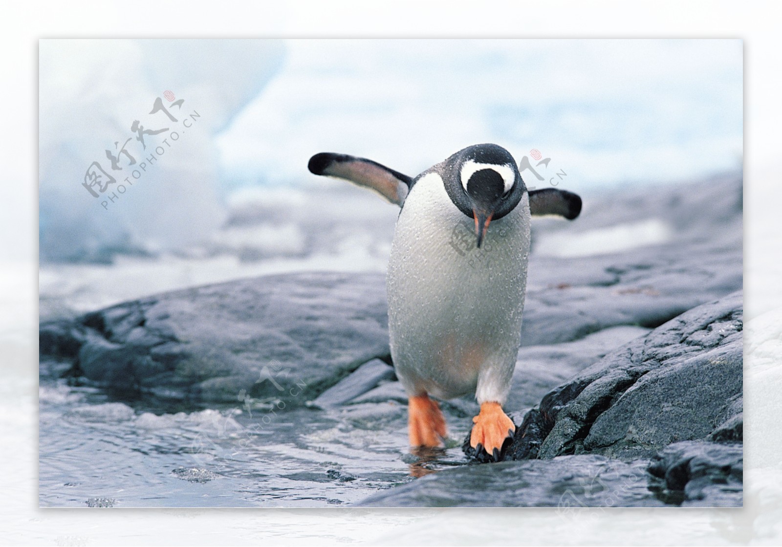 支棱翅膀的可爱企鹅高清图片