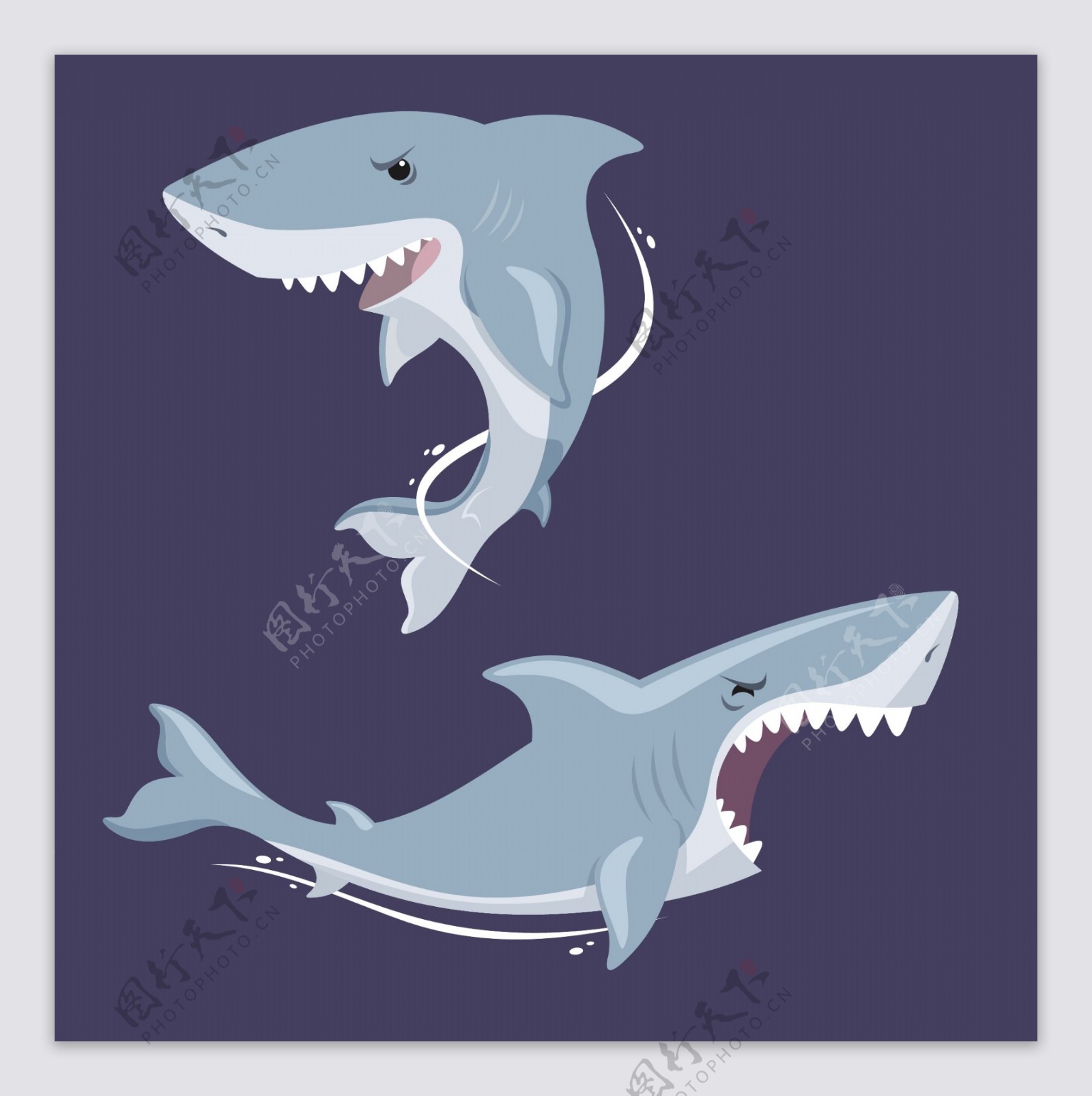 蓝色背景两只锋利牙齿的大鲨鱼