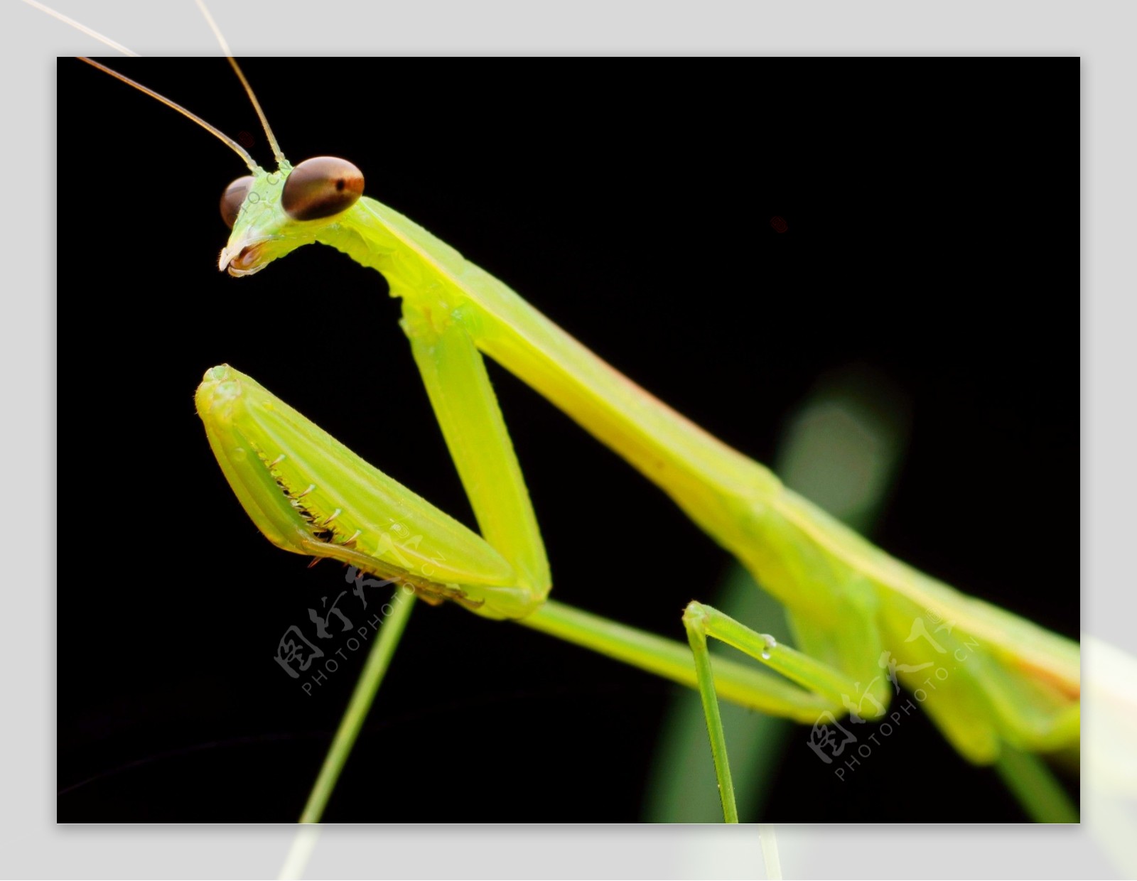 绿色螳螂图片