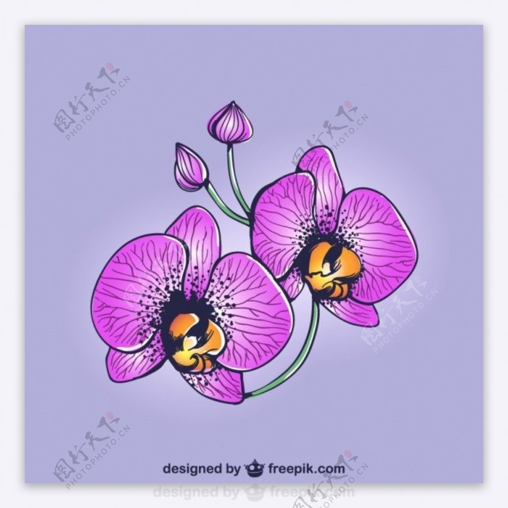紫色兰花图