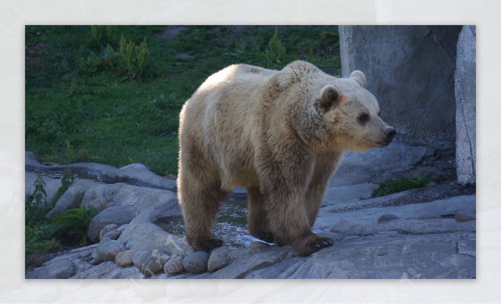 野生棕熊图片