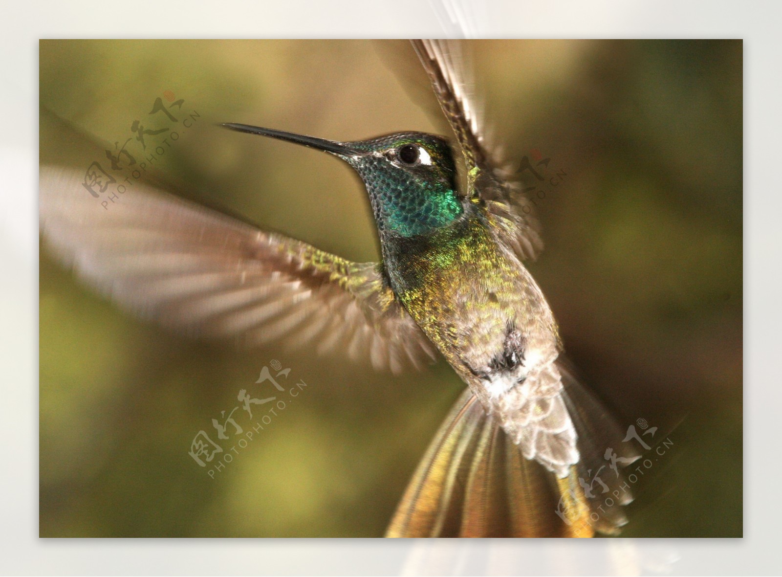 绿喉蜂鸟摄影图片