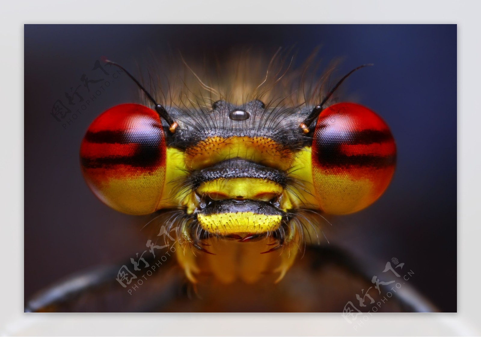 蜜蜂眼睛昆虫摄影
