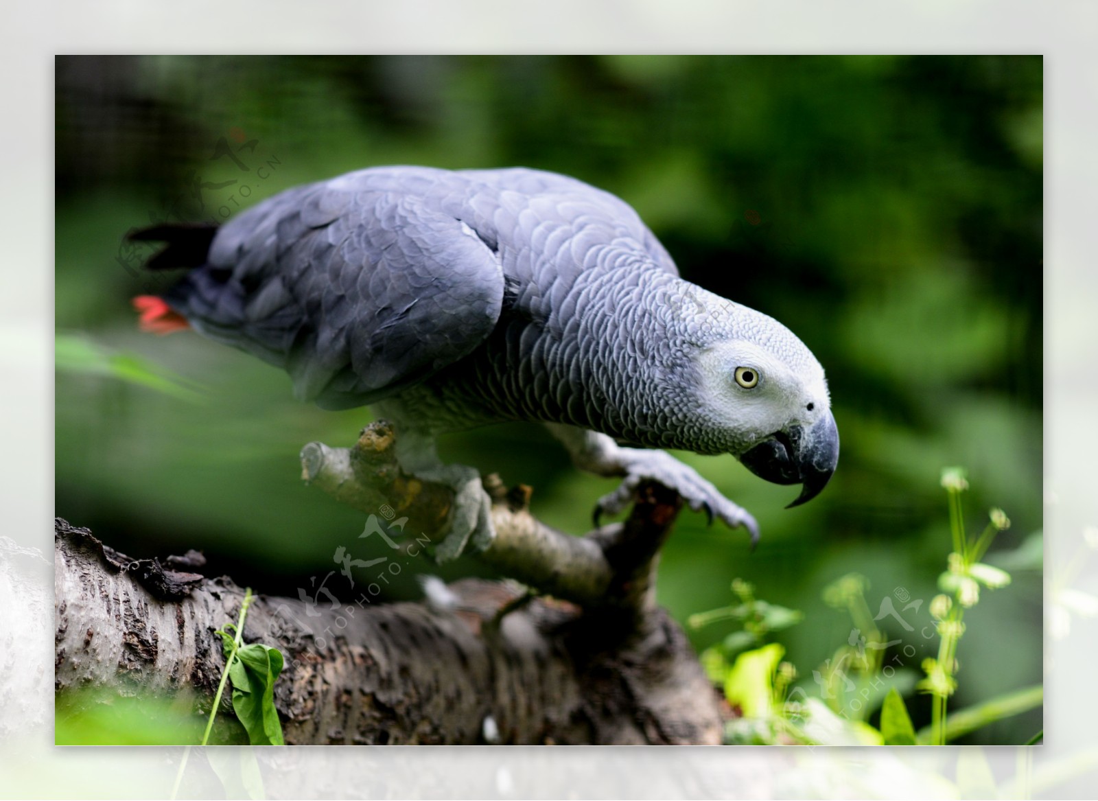 灰色鹦鹉高清摄影图片