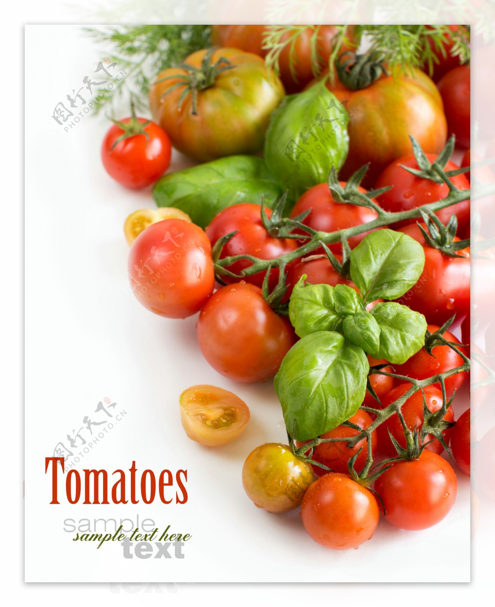 新鲜的小番茄水果高清图片