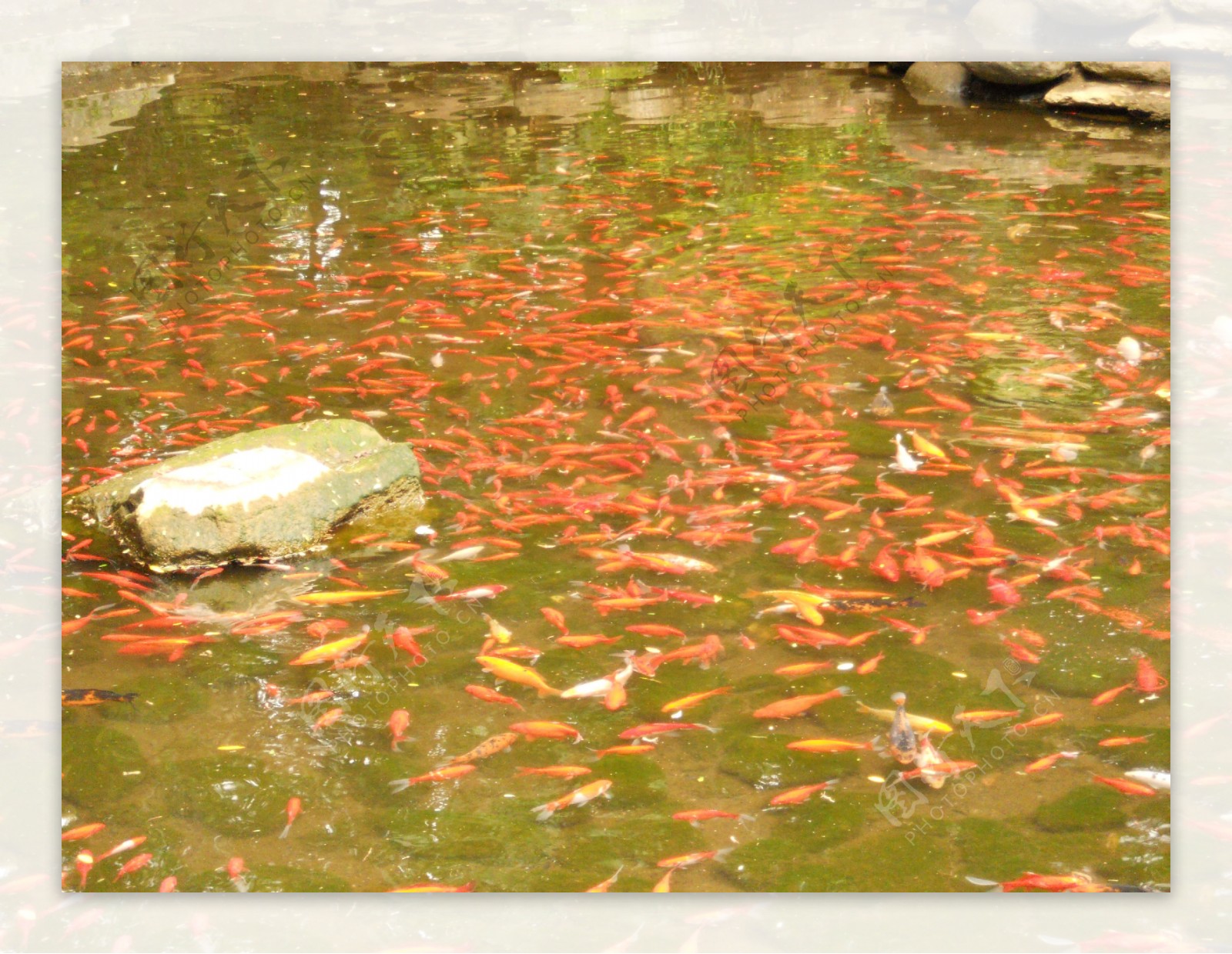 蝴蝶泉鱼池图片
