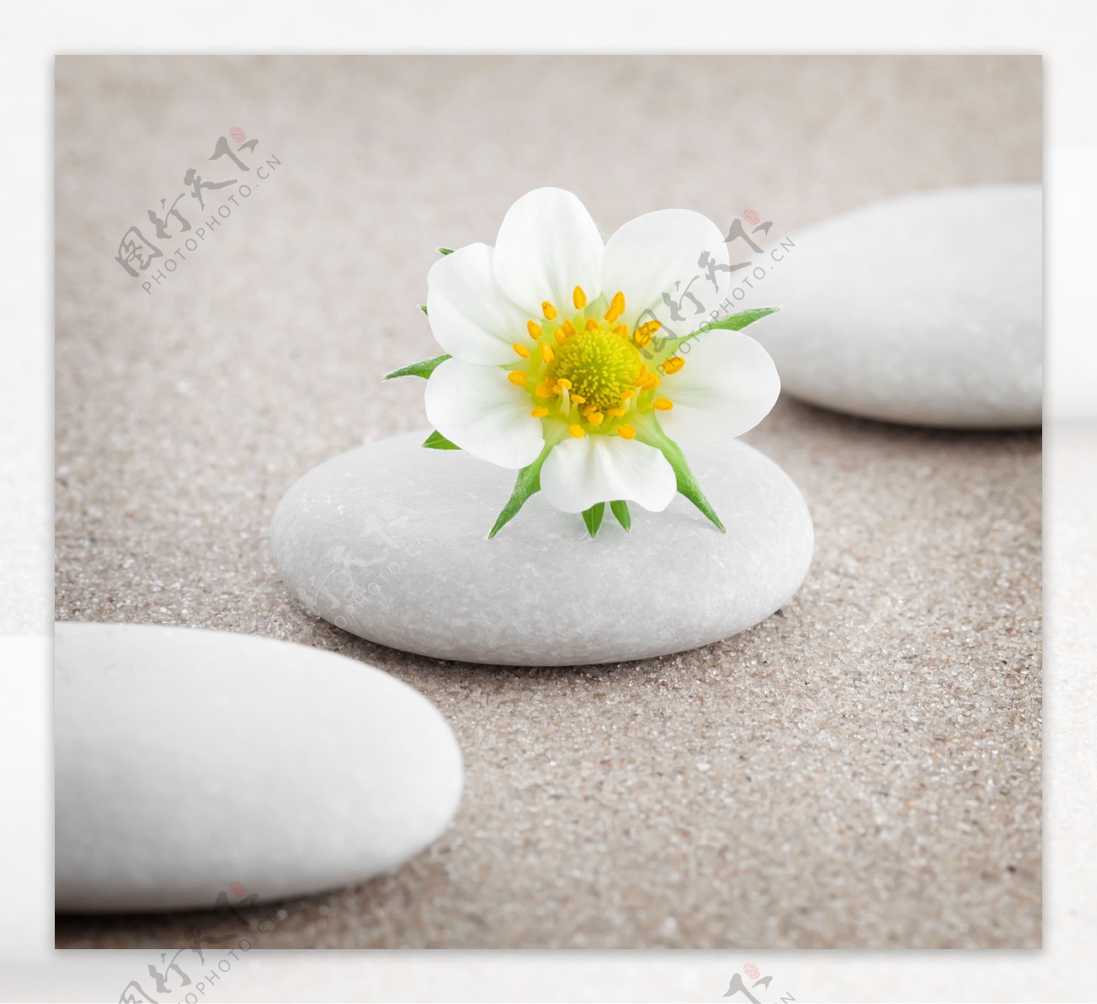 白色石头花朵沙子图片