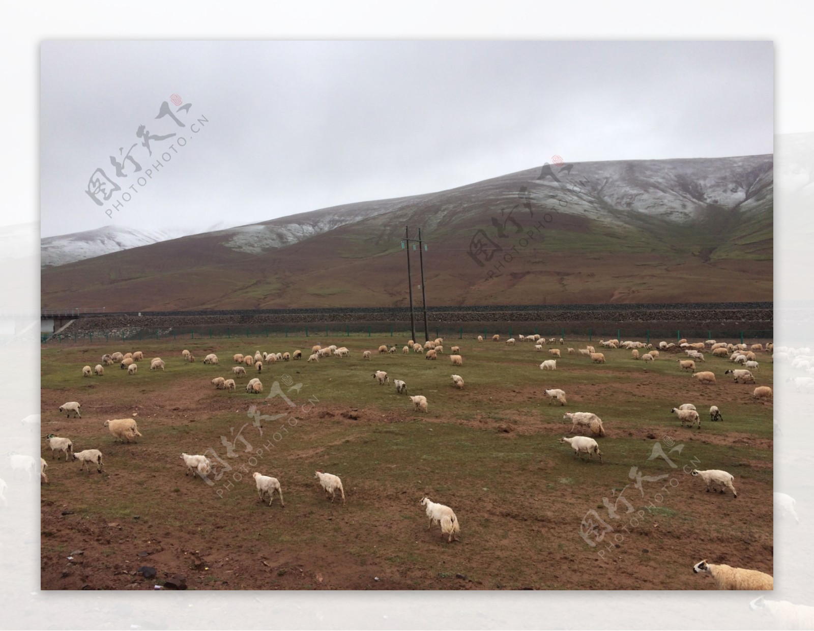 青藏高原的羊群图片