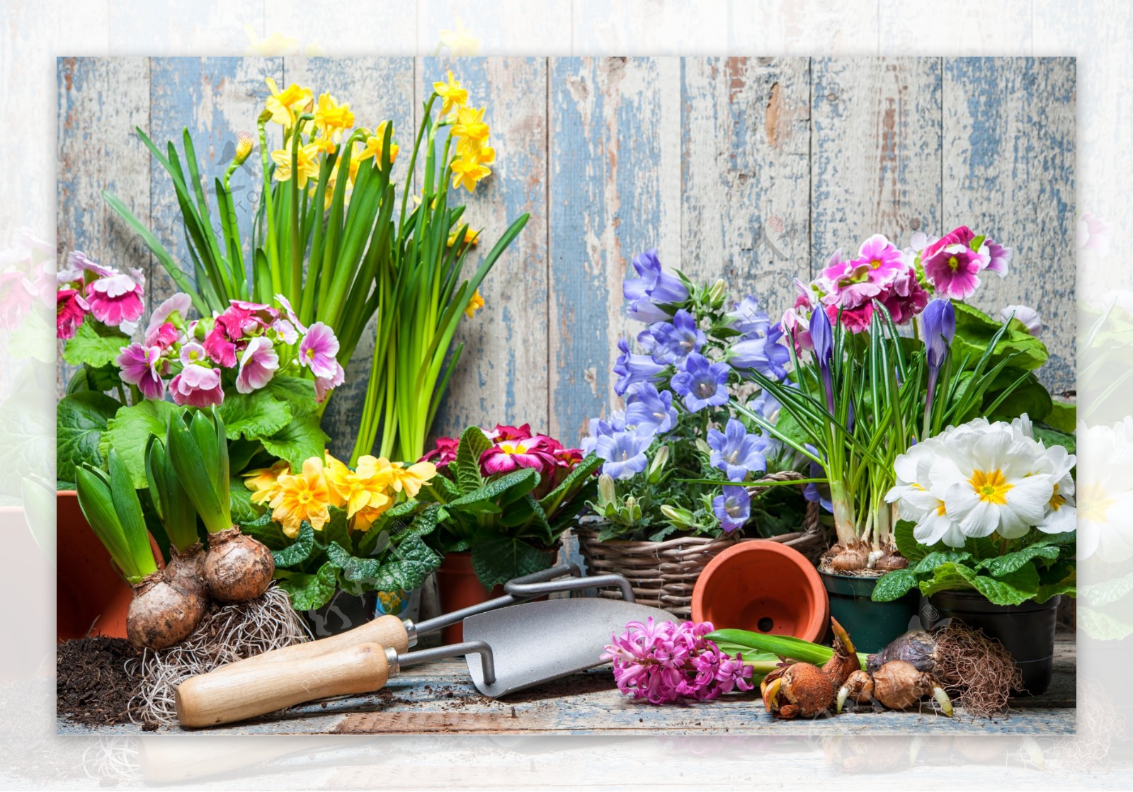 木板下的鲜花与园艺工具