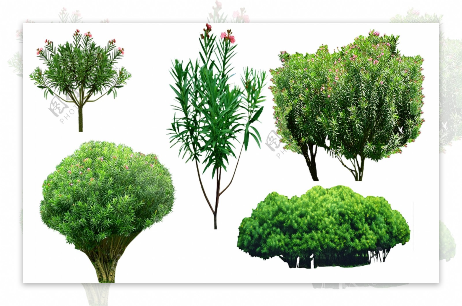 夹竹桃园林景观植物素材图片