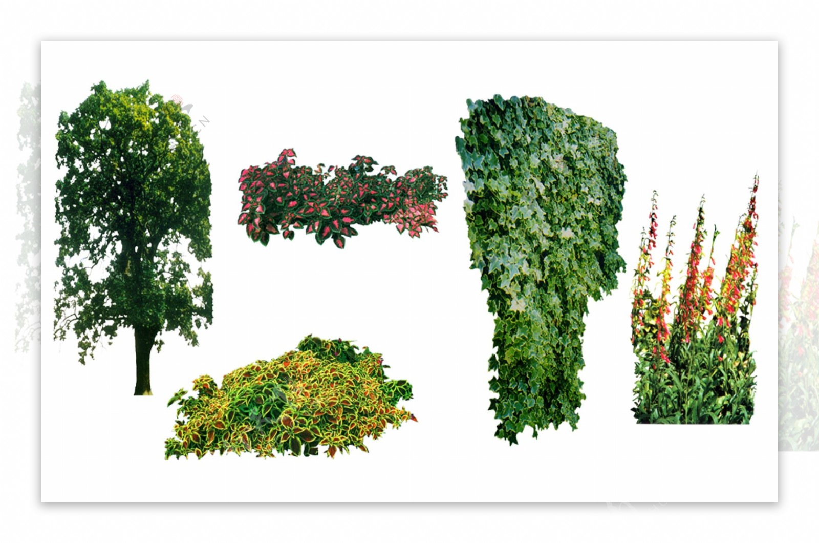 园林景观素材植物素材图片