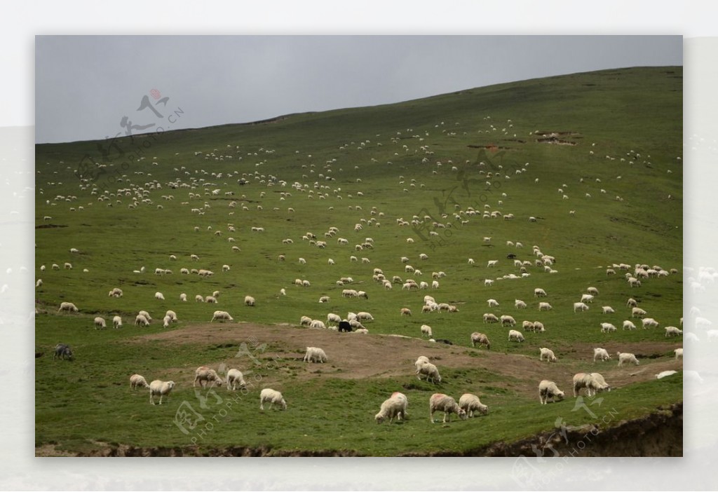 青海湖草原牛羊图片